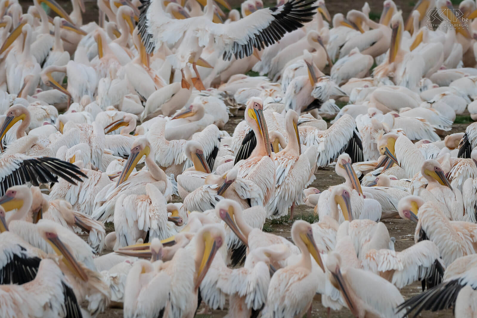 Nakuru NP - White pelicans Large group of white pelicans at Lake Nakuru Stefan Cruysberghs